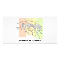 Worker Ant Inside (Ant Anatomy) Photo Cards