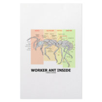 Worker Ant Inside (Ant Anatomy) Stationery Design