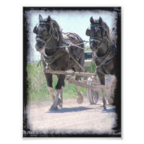Working Amish Pinto Drafts Art Photo