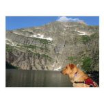 Working Dog Chester Conservation Canines postcards