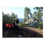 Working Dog Haley Conservation Canines postcards