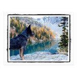 Working Dog Max at Work Conservation Canines postcards