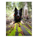 Working Dog Max at Work Conservation Canines postcards