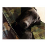 Working Dog Scooby at Conservation Canines postcards