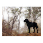 Working Dog Scooby at Work Conservation Canines postcards