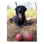 Working Dog Scooby Relaxing Conservation Canines postcards