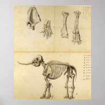 Working Sketch of the Mastodon Print