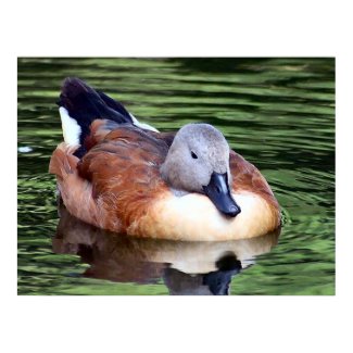 World Duck Art Poster - African Cape Shelduck print