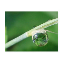 World in a droplet postcards