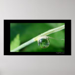 World in a droplet posters