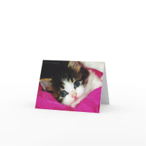 Worlds Cutest Kitten Cards