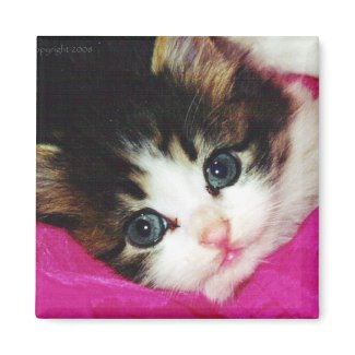 Worlds Cutest Kitten magnet