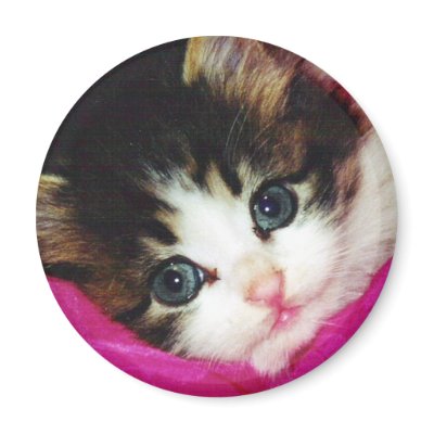 Worlds Cutest Kitten Fridge Magnets by BowNRanch