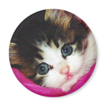 Worlds Cutest Kitten magnets by BowNRanch Worlds Cutest Kitten magnets