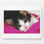Worlds Cutest Kitten Mouse Mats