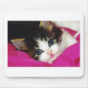 Worlds Cutest Kitten mousepads