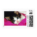 Worlds Cutest Kitten postage