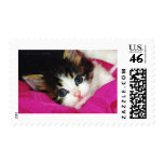 Worlds Cutest Kitten Stamps