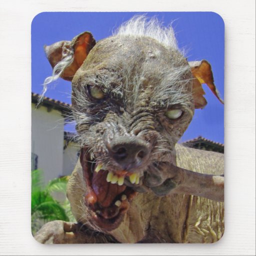 Dog Design Ideas On Pinterest Window Seats Home And Pop Culture