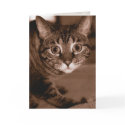 Worried Cat cards by Zuphillious Worried Cat cards