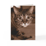Worried Cat cards