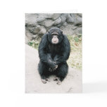 worried chimp 787900-R1-13Azz cards