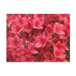 azelea, floral, washington, landscapes garden