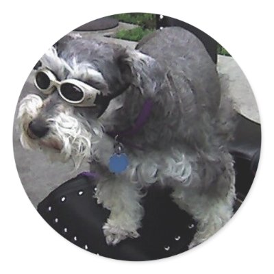 WOW-Zer Schnauzer Sticker by completelove
