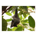 Wraped Up Fruit Bat posters by SafireLady Wraped Up Fruit Bat posters