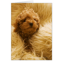 Wrapped up Poodle Greeting Card