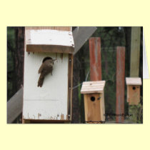 Wren In The House ©2010MarkEaston cards