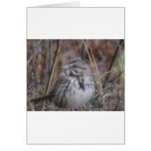 Wrenn South Carolina State Bird Greeting Card
