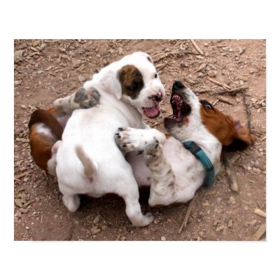 Wrestle Playing American Pit Bull & Basset Hound Print by beverlytazangel