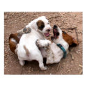 Wrestle Playing American Pit Bull & Basset Hound posters by beverlytazangel Wrestle Playing American Pit Bull & Basset Hound posters