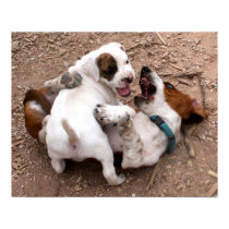 Wrestle Playing American Pit Bull & Basset Hound posters by beverlytazangel Wrestle Playing American Pit Bull & Basset Hound posters