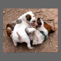 Wrestle Playing American Pit Bull & Basset Hound posters