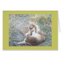 Wrestling lion cubs cards