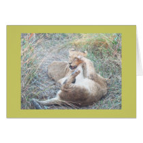 Wrestling lion cubs cards