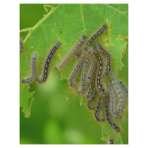 wriggling caterpillars letterhead by pinkypetals wriggling caterpillars letterhead