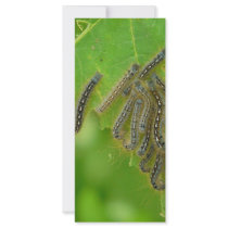 wriggling caterpillars rack cards by pinkypetals wriggling caterpillars rack cards