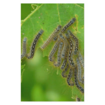 wriggling caterpillars stationery by pinkypetals wriggling caterpillars stationery