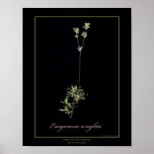 Wright's Buckwheat Botanical Art Print