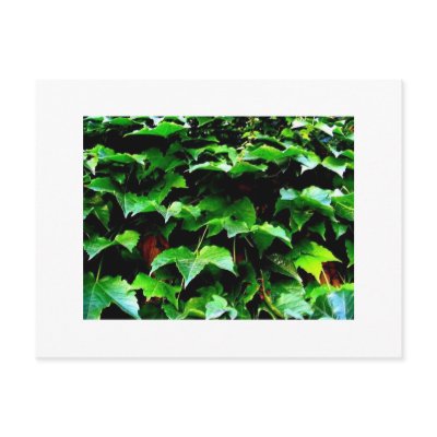 Wrigley Field Ivy Postcard by jchalifoux