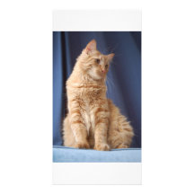 Wrigley in blue custom photo card