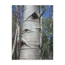 Wrinkled Aspen Tree Postcard