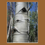 Wrinkled Aspen Tree Postcard postcards