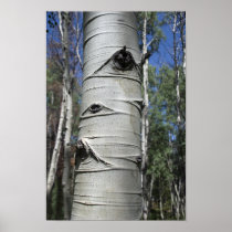 Wrinkled Aspen Tree Poster Print