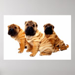 Wrinkles Are Beautiful Poster