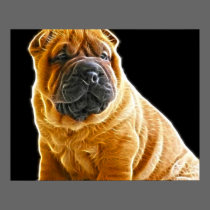 Bilder+sharpei