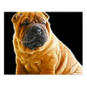 Wrinkles, The Chinese Shar Pei Puppy Dog posters by KahunaLuna Wrinkles, The Chinese Shar Pei Puppy Dog posters